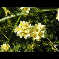 Saxifraga Juniperifolia (ss-esp Sancta) (fam Saxifragees) (Grece) (03)